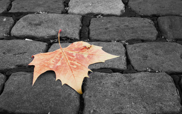 Leaf stone walkway black white free wallpaper for desktop - medium preview image