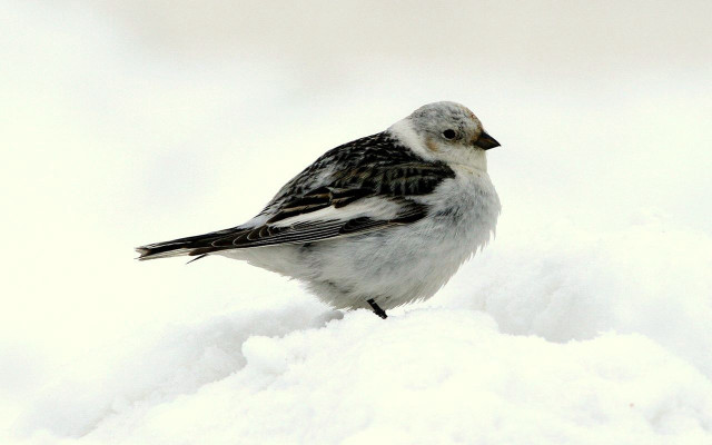 Small bird snow wing striped free wallpaper for desktop - medium preview image