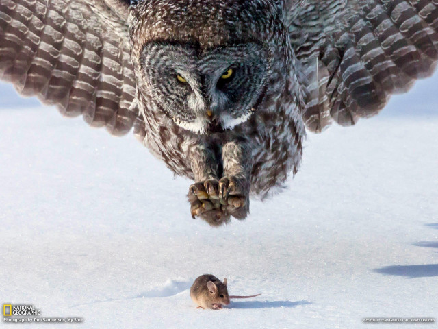Owl flying over mouse snow free wallpaper for desktop - medium preview image