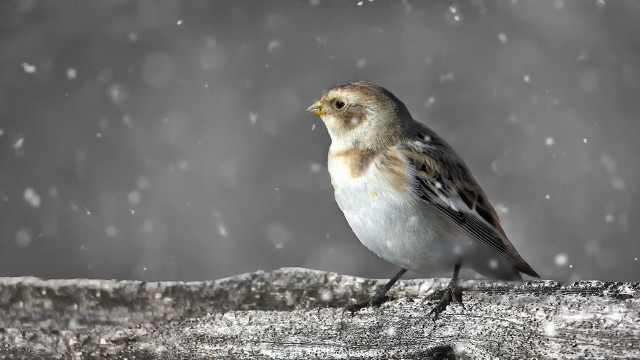 Bird tree branch snow falling free wallpaper for desktop - medium preview image
