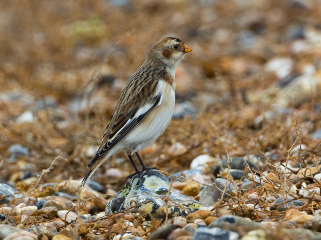 Bird rock ground background grass free wallpaper for desktop - medium preview image