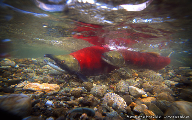 Fish swimming river rocks gravels free wallpaper for desktop - medium preview image