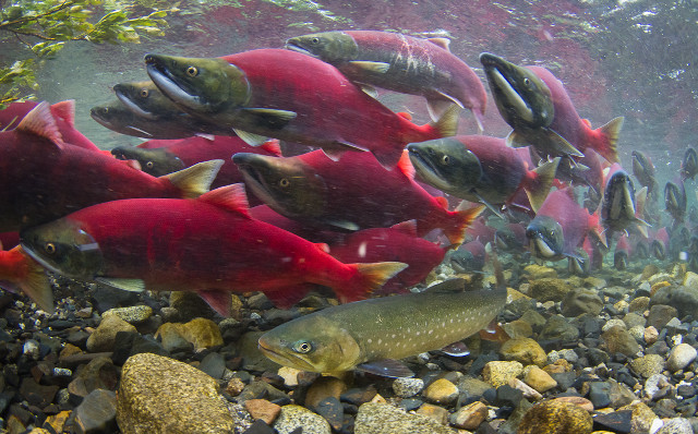 Fish swimming water rocks plants #9 free wallpaper for desktop - medium preview image
