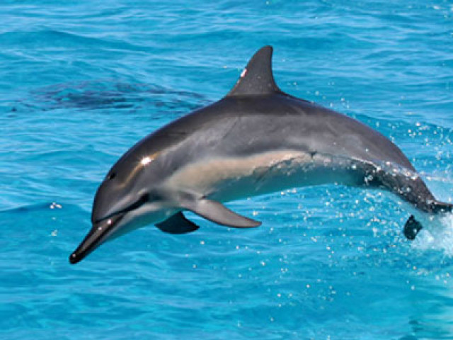 Dolphin jumping water person background free wallpaper for desktop - medium preview image