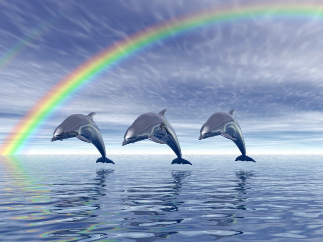 Dolphins jumping water rainbow sky free wallpaper for desktop - medium preview image