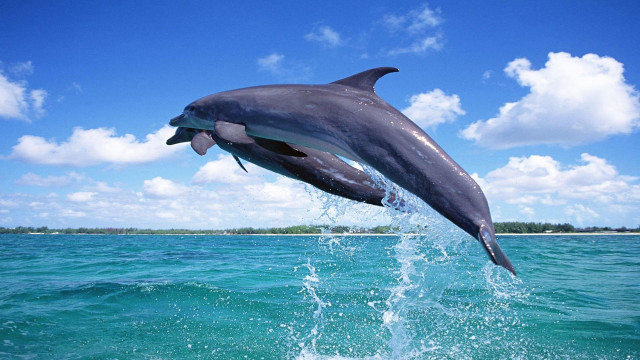 Dolphin jumping water mouth open #2 free wallpaper for desktop - medium preview image