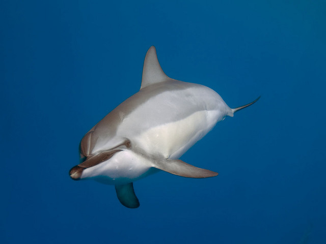 Dolphin blue white tail brown free wallpaper for desktop - medium preview image