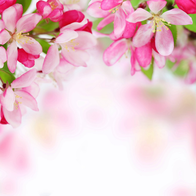 Pink flower closeup bloom nature free wallpaper for tablet - medium preview image