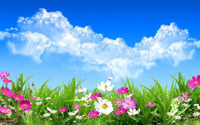 Flower field blue sky clouds #2 free wallpaper for desktop - medium preview image