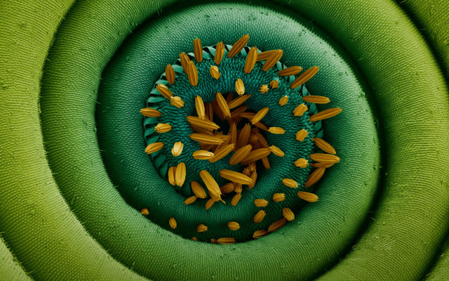 Green yellow object circular design free wallpaper for desktop - medium preview image