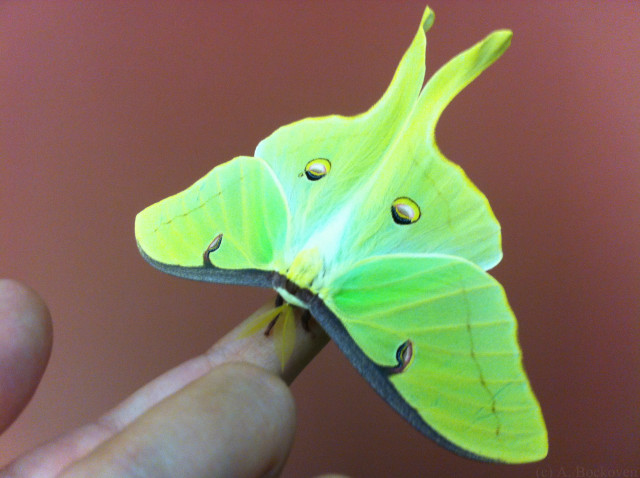Green butterfly long wing hand free wallpaper for desktop - medium preview image