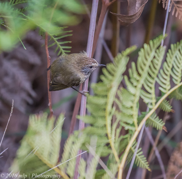 Bird perched branch forest ferns free wallpaper for tablet - medium preview image