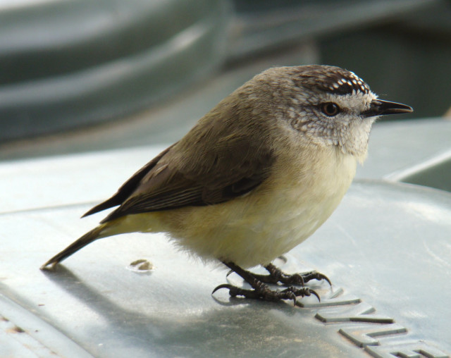 Bird metal name black white free wallpaper for desktop - medium preview image