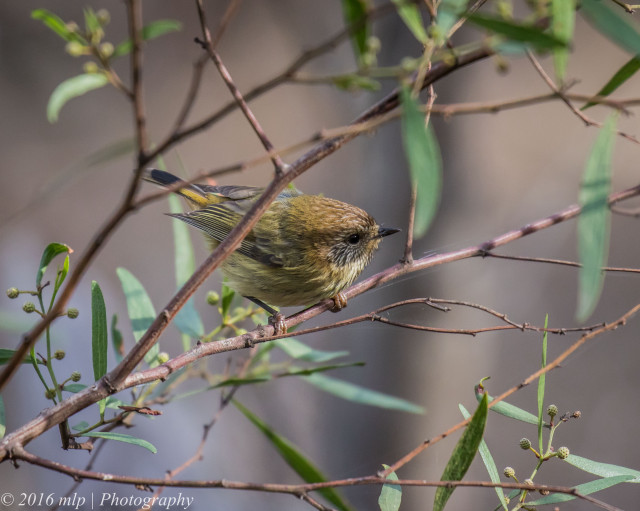Small bird perched branch tree #10 free wallpaper for desktop - medium preview image