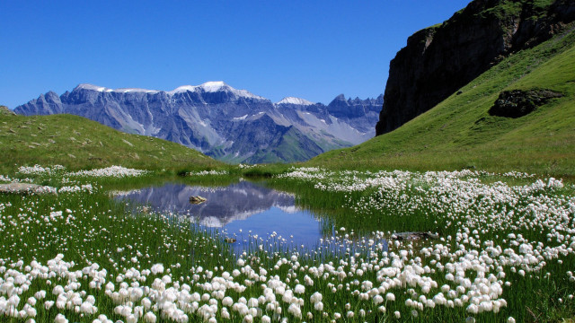 Field flowers lake mountains snow free wallpaper for desktop - medium preview image