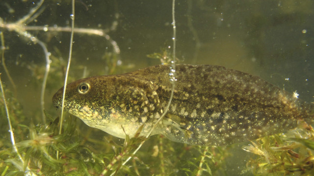 Fish swimming water plants grass free wallpaper for desktop - medium preview image