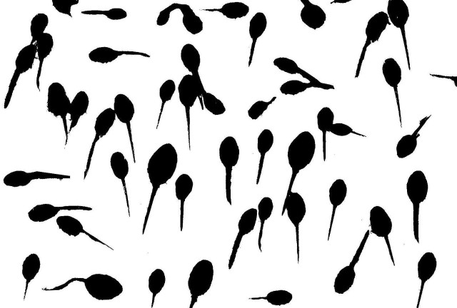 Black flowers white background silhouette free wallpaper for desktop - medium preview image