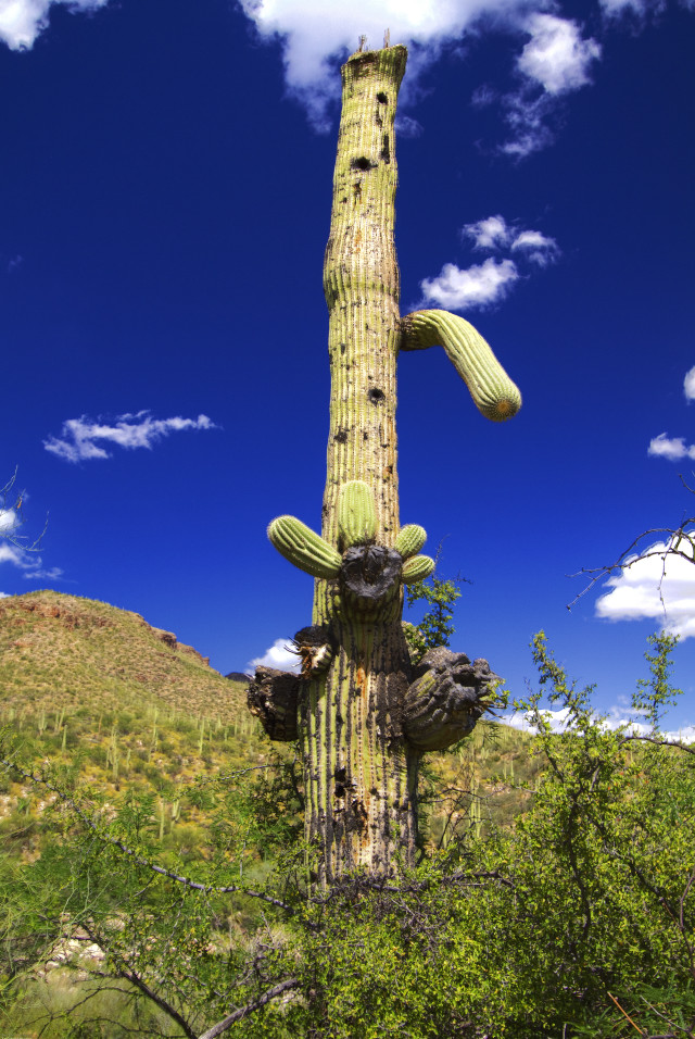 Cactus green plant field blue free wallpaper for mobile - medium preview image