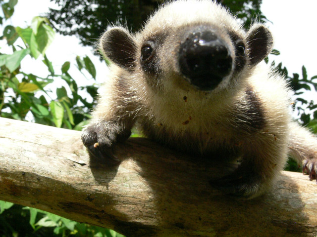 Small animal tree branch forest #4 free wallpaper for desktop - medium preview image