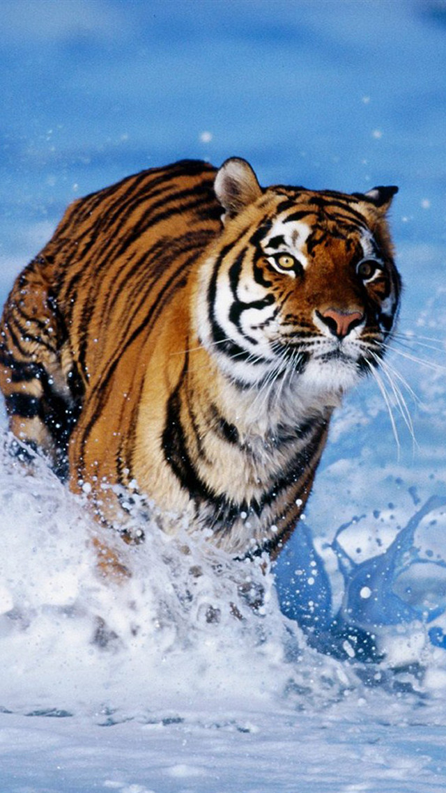 Tiger running through water in free wallpaper for mobile - medium preview image