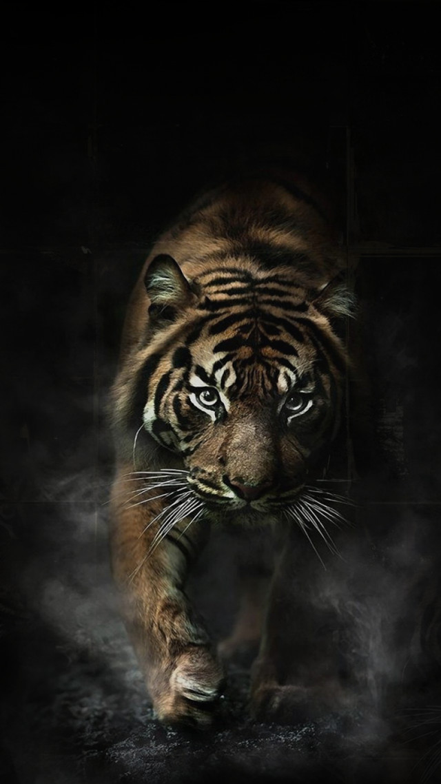 Tiger walking dark smoke mouth free wallpaper for mobile - medium preview image