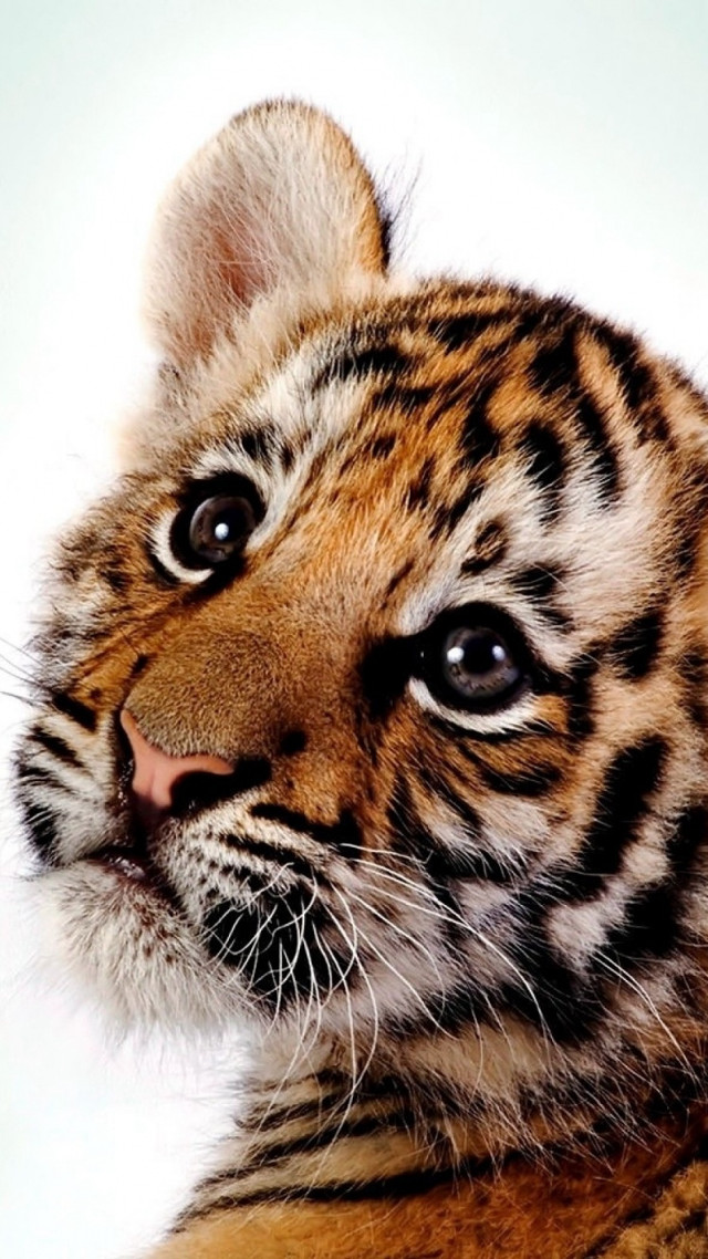 Tiger cub sad looking camera free wallpaper for mobile - medium preview image