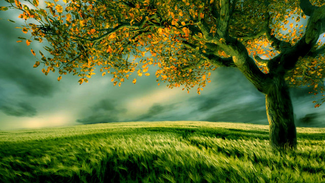 Tree grassy field cloudy sky free wallpaper for desktop - medium preview image