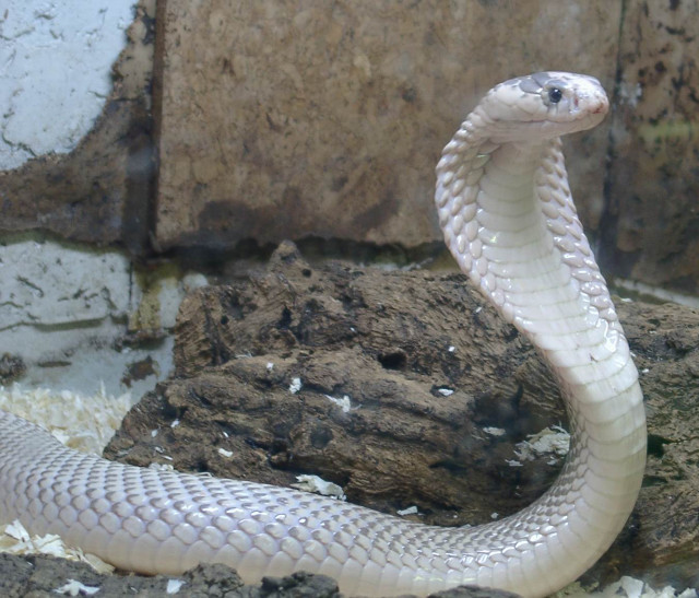 White snake rock zoo cobra free wallpaper for desktop - medium preview image