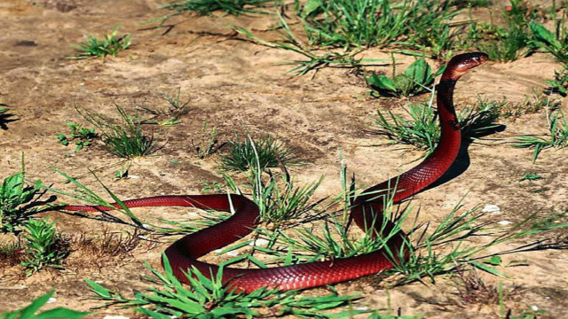 Red snake curled grass desert free wallpaper for desktop - medium preview image