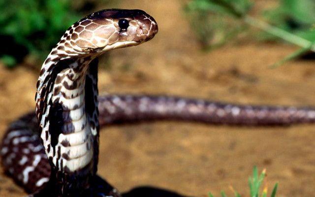 Snake striped cobra outdoors photorealistic free wallpaper for desktop - medium preview image