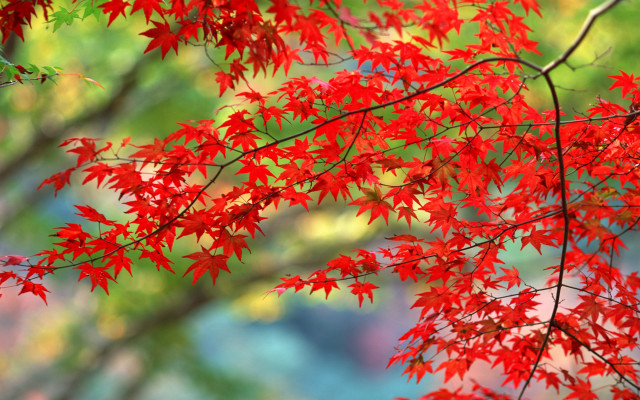 Red tree leaves foreground blurry free wallpaper for desktop - medium preview image