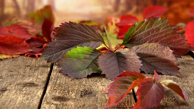 Leaves table wooden surface blurry free wallpaper for desktop - medium preview image
