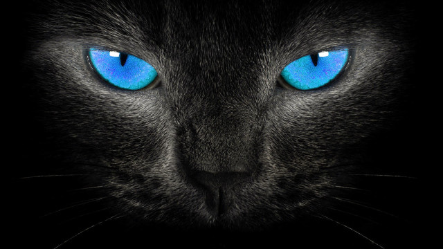 Black cat blue eyes camera free wallpaper for desktop - medium preview image