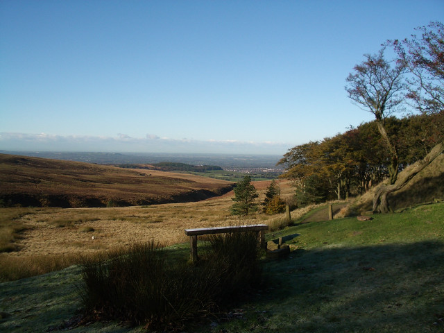 Bench hillside forest lush green free wallpaper for desktop - medium preview image