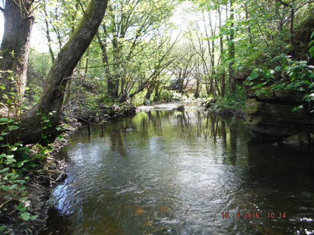 River lush forest trees rocks free wallpaper for desktop - medium preview image