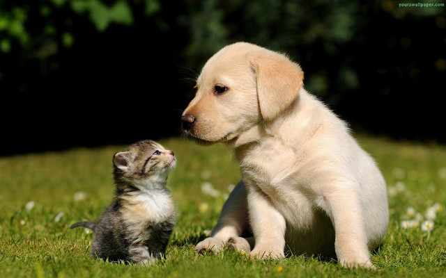 Puppy kitten sitting grass together #2 free wallpaper for desktop - medium preview image