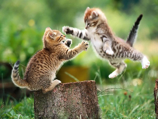 Kittens playing stump grass woods free wallpaper for desktop - medium preview image