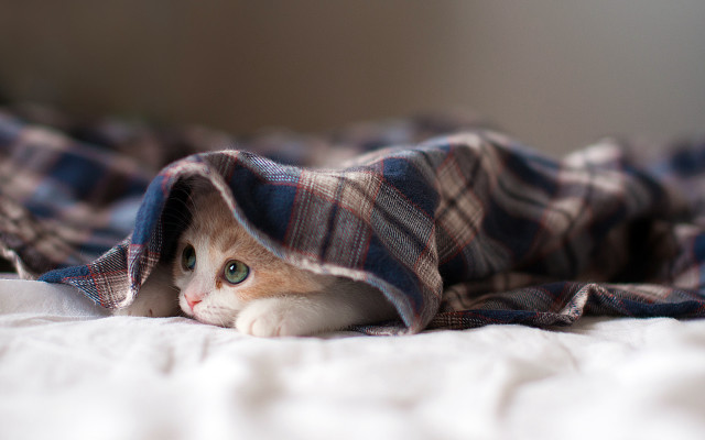 Cat hiding blanket bed eyes free wallpaper for desktop - medium preview image