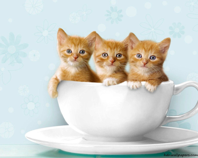 Three kittens white cup blue free wallpaper for desktop - medium preview image
