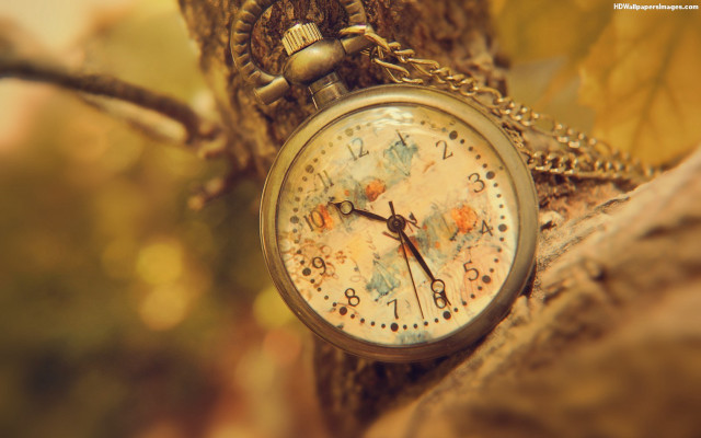 Pocket watch tree branch fall free wallpaper for desktop - medium preview image