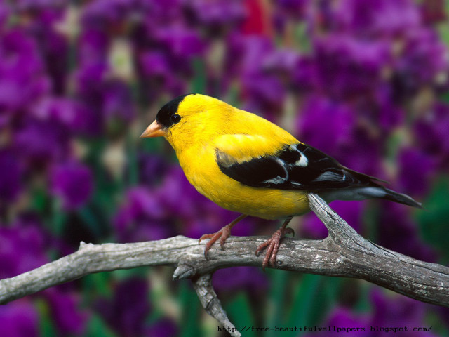 Yellow bird perched branch purple free wallpaper for desktop - medium preview image