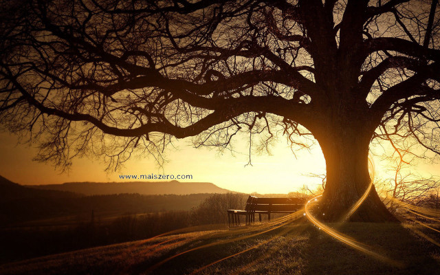 Bench under tree field sunset free wallpaper for desktop - medium preview image