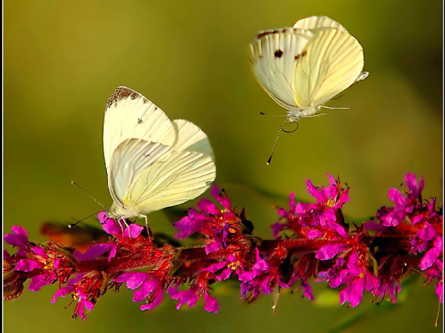 Butterflies sitting flower branch together free wallpaper for desktop - medium preview image