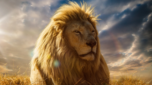 Lion field cloudy sky sunlight free wallpaper for desktop - medium preview image