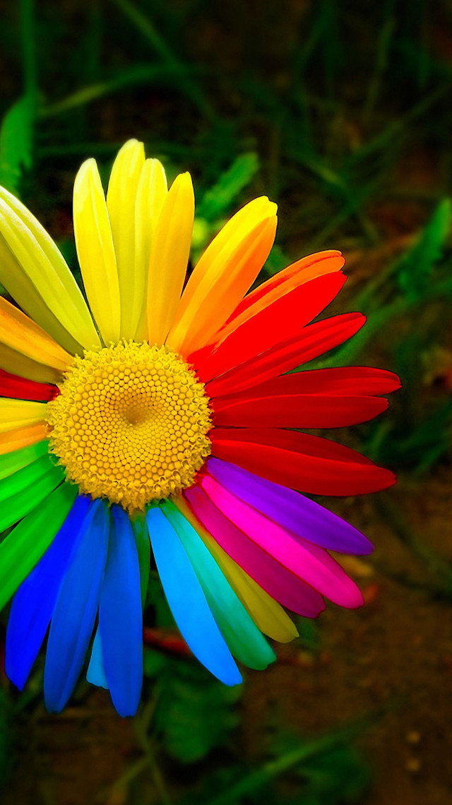 Colorful flower yellow center green free wallpaper for mobile - medium preview image