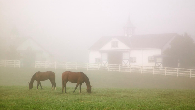 Horses grazing foggy field whitehouse free wallpaper for desktop - medium preview image