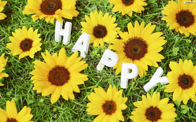 Happy field yellow flowers background free wallpaper for desktop - medium preview image