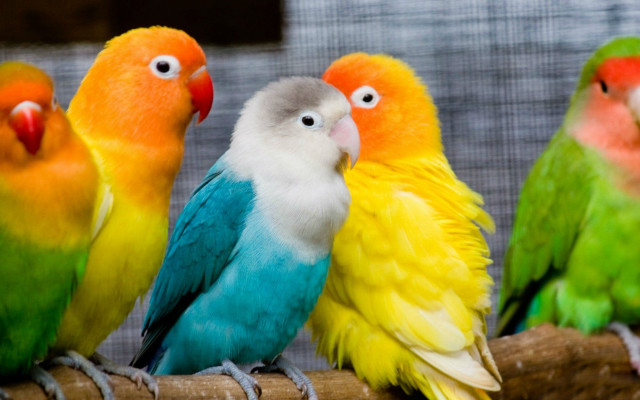 Colorful birds sitting branch caged free wallpaper for desktop - medium preview image
