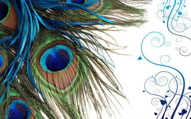 Peacock feather white background blue free wallpaper for desktop - medium preview image