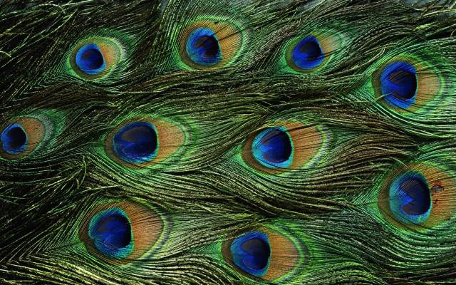 Peacock feathers closeup colors spread #2 free wallpaper for desktop - medium preview image